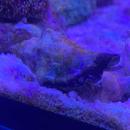 Fechter-Schnecke - Strombus urceus